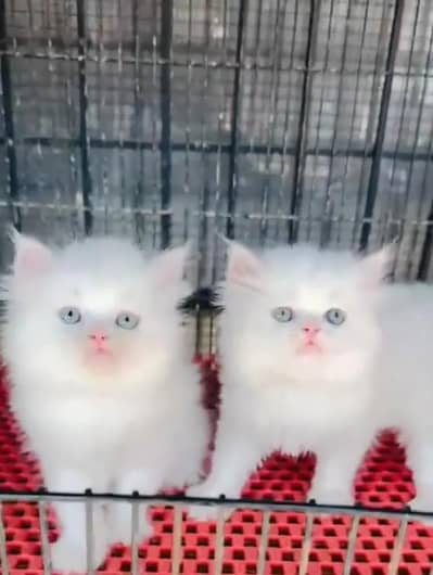Persian female kitten for sale WhatsApp number 0349_5998171