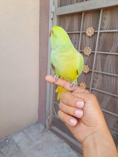 piyary mitho or pinjra sale