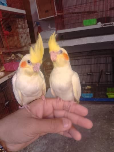 hand tame Cocktail beautiful color lovebird munasib kimat