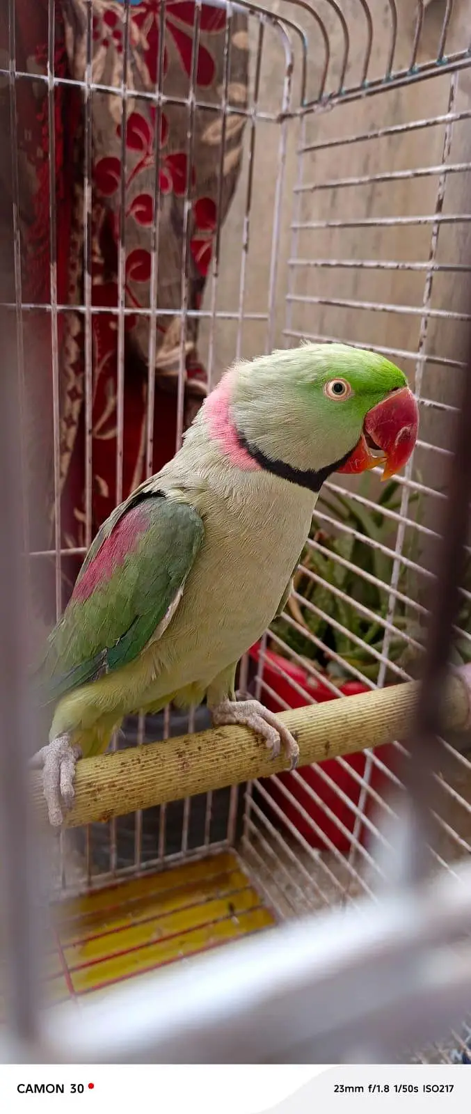 Kashmiri Raw Parrot