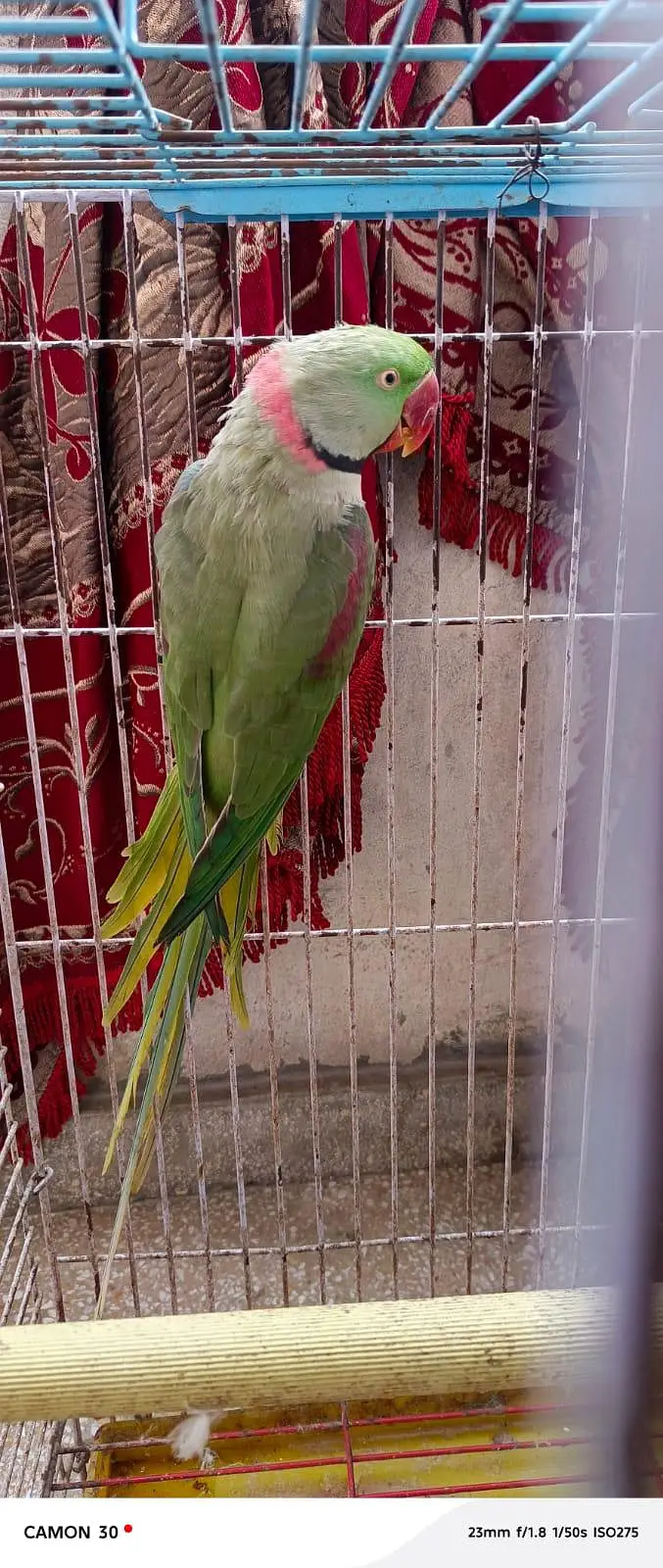 Kashmiri Raw Parrot — photo 2
