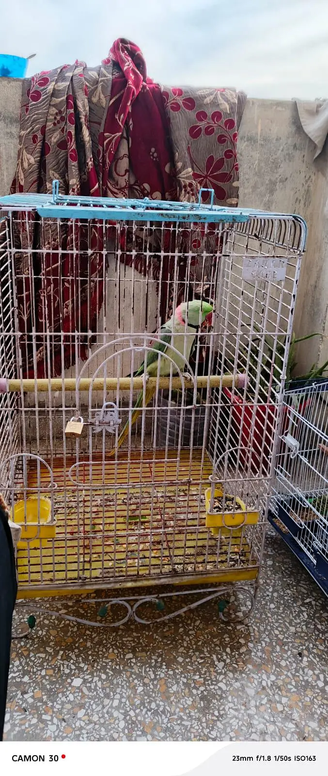 Kashmiri Raw Parrot — photo 3