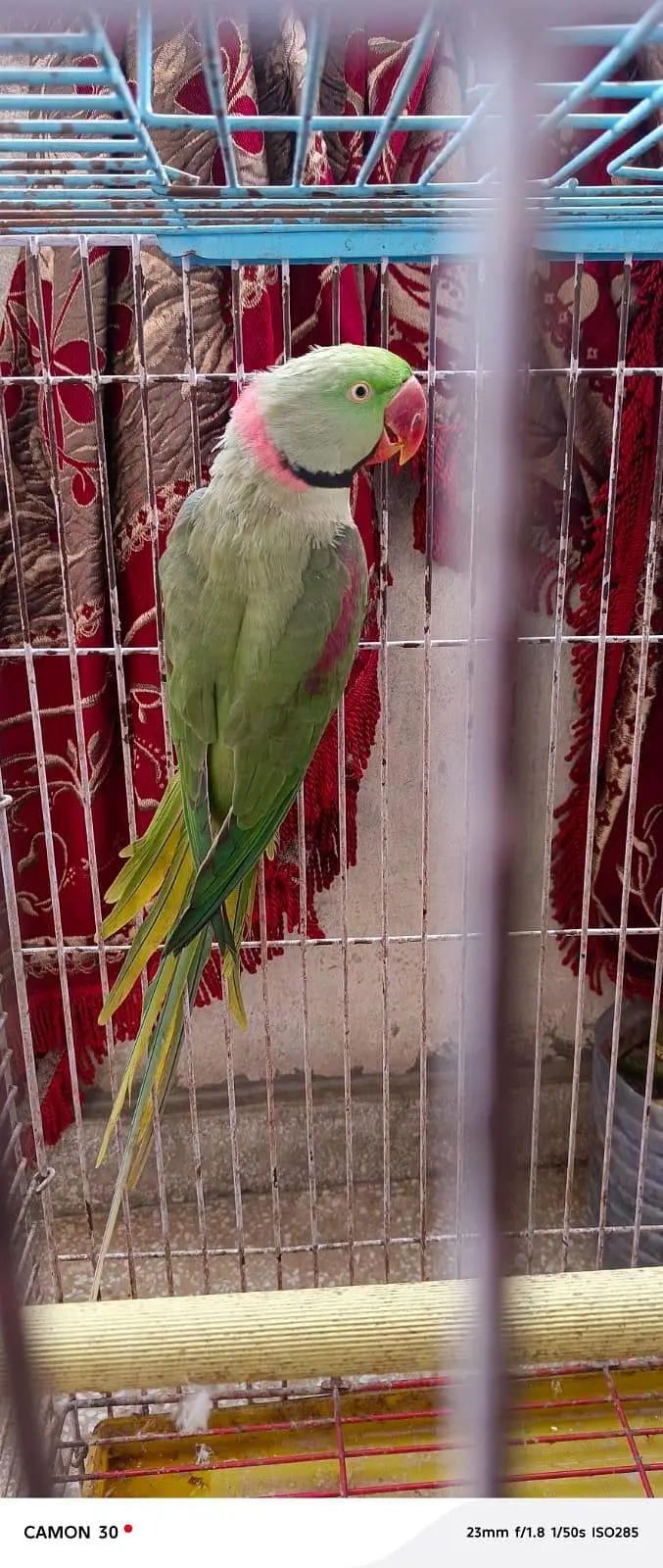 Kashmiri Raw Parrot — photo 4