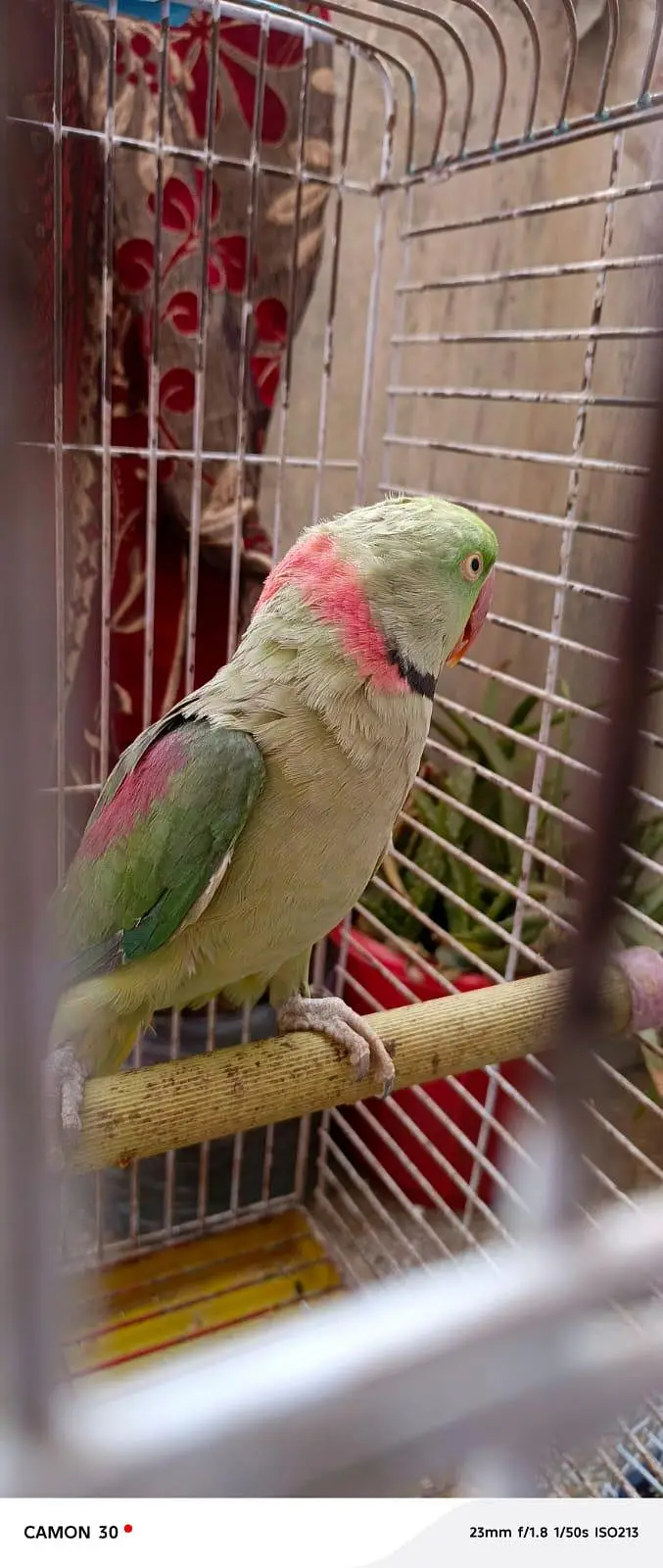 Kashmiri Raw Parrot — photo 5