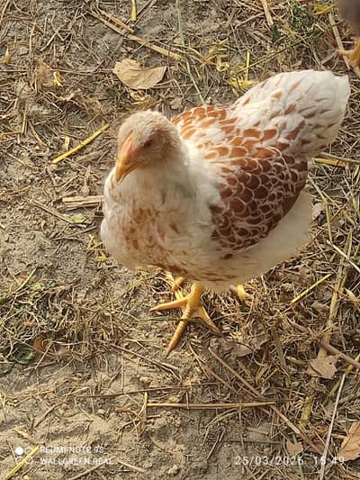 Blue/Splash wyondottee