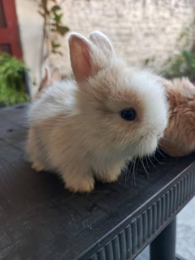 Lion Head , White angora breeders and bunnies