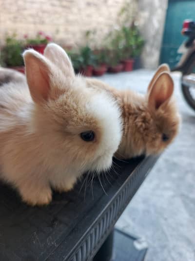 Lion Head , White angora breeders and bunnies