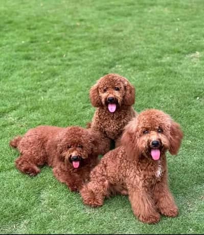 imported poodle for sale