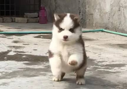 Siberian husky puppy