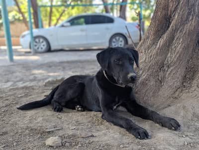 Labrador Retriever Pair