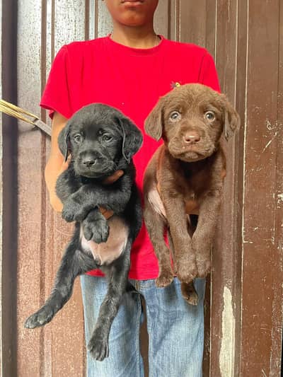 Labrador chocolate and black female puppies availabkeshs hbi