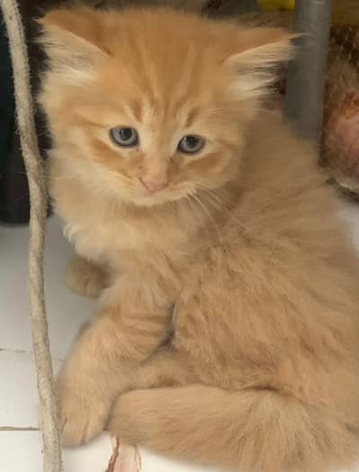 Well-Trained Indoor Cat for Loving Home