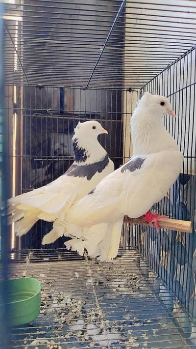 Fore sale this pigeons