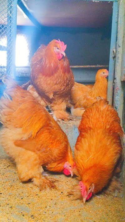 HEAVY COCHIN CHICKS