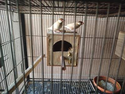 Java birds and zebra Finches