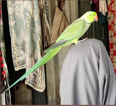 handtime talking Male kata