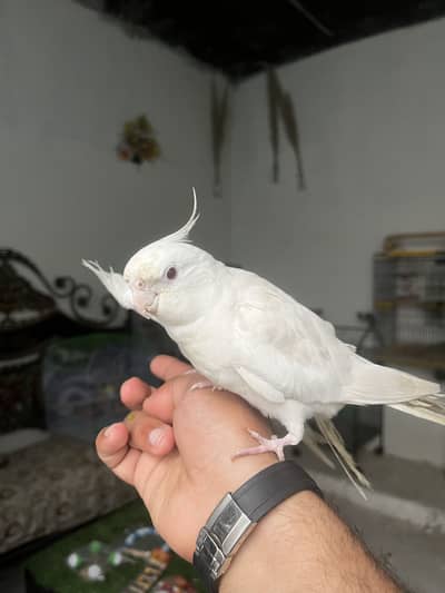 Hand tame cockatiel parrot friendly birds