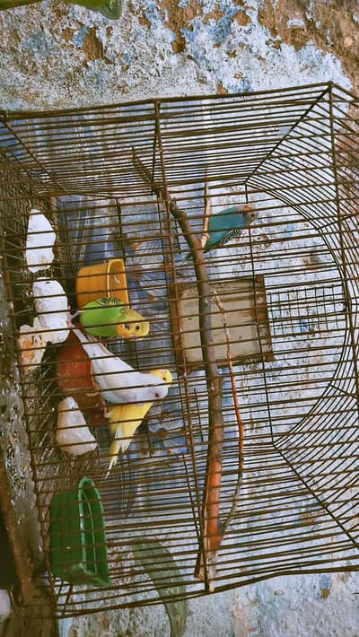 4 paroot hain 1 white 1 yellow red eyes hain 2 big size yala haiñ cage
