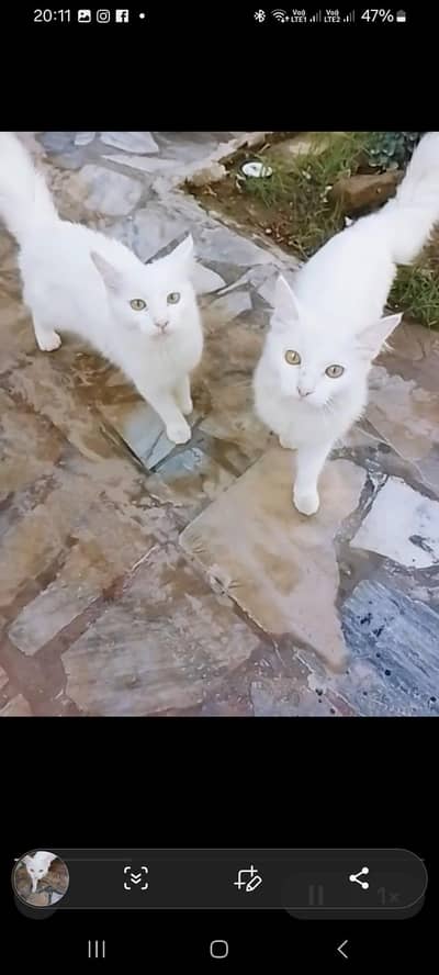 Paper white beautiful pair