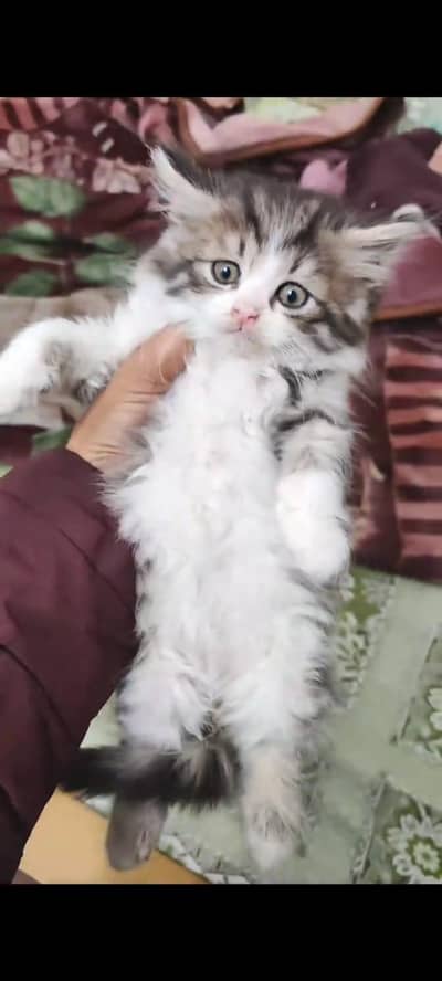 pure persian cats vaccinated triple coated WhatsApp 03316360929