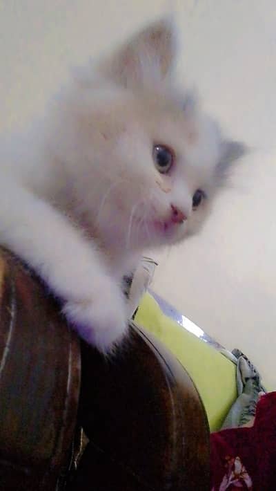 2 months persion kitten doll face