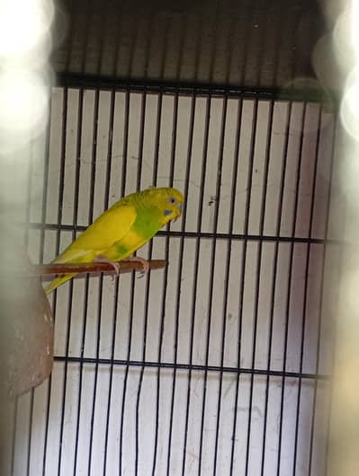 Budgies breader pair