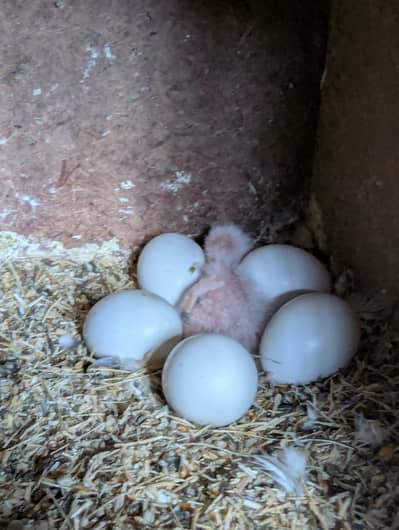Love birds Breader pair. . violet euwing opaline . . . top quality pair