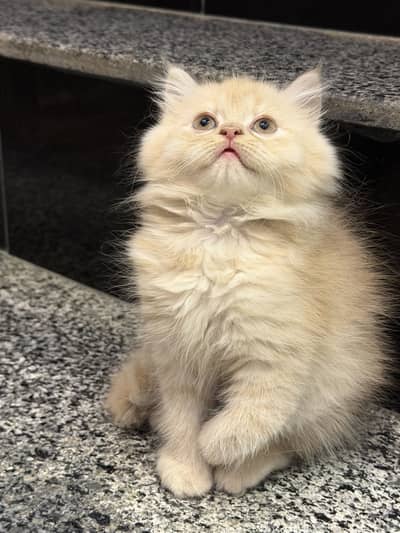 Triple Coated Persian Kitten