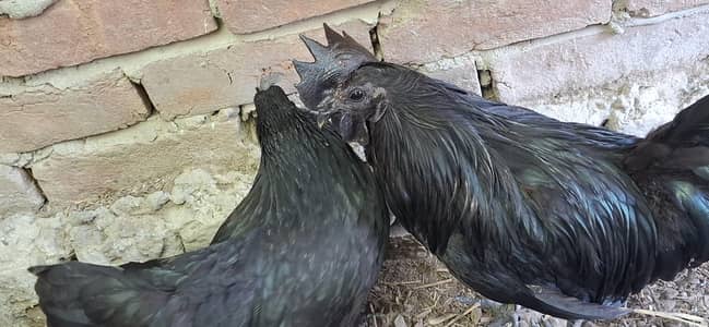 Ayam Cemani chicken for sale