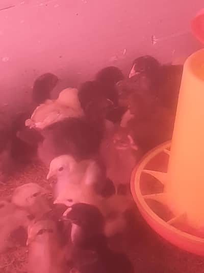 Desi chicks / chicks /choza /desi choza .