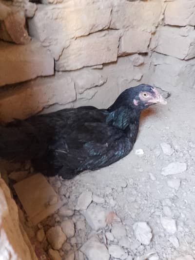 Aseel mushki murgi for sale