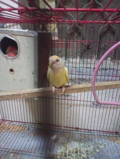 lovebirds 1 Year ha sth pinjra bhi hai