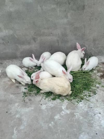 Red Eyes Rabbit Kids