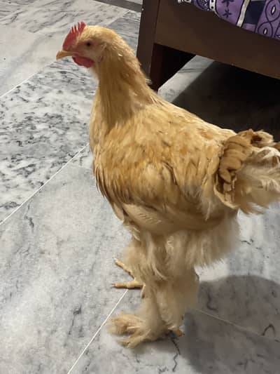 Pure Breed golden heavy buff male