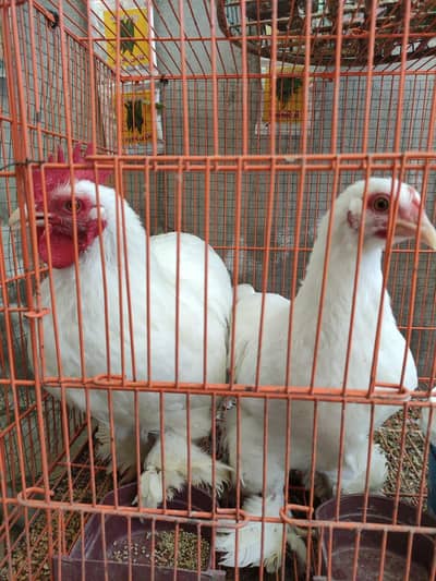White Bantam Buff Adult Pair