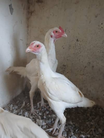 white aseel young breeder pair for sale