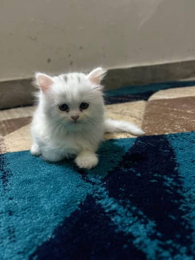 Triple coated Persian kitten for sale