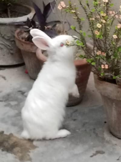 free kids with female rabbit