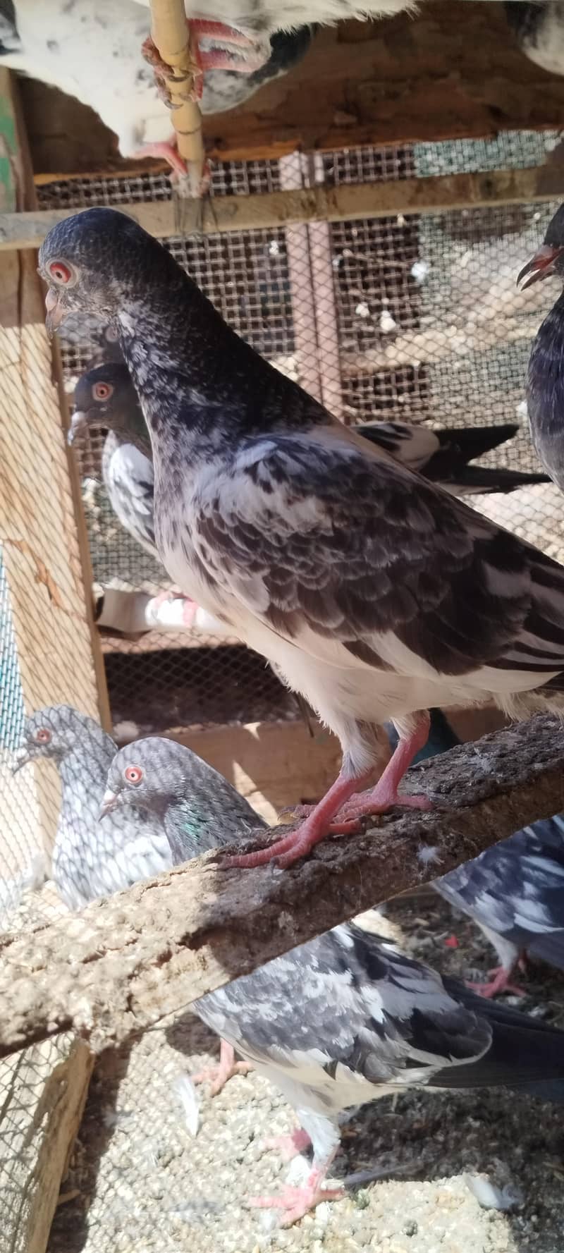 کمندر کصوری کبوتر 0