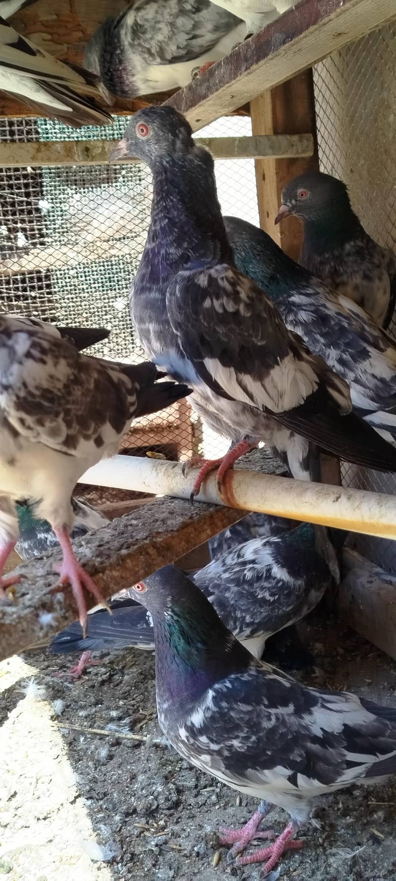 کمندر کصوری کبوتر 1