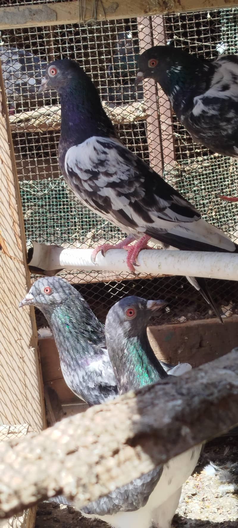 کمندر کصوری کبوتر 2