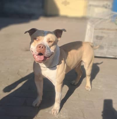 Adult American Pitbull available for matting