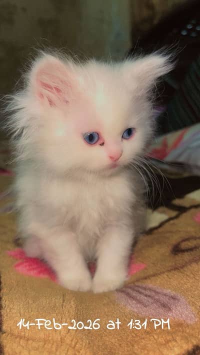Triple coat white cat