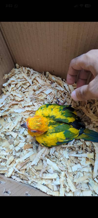 Suncnore Healthy And Active Full Covered Chick