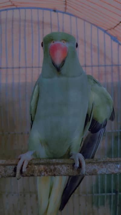 green parrot