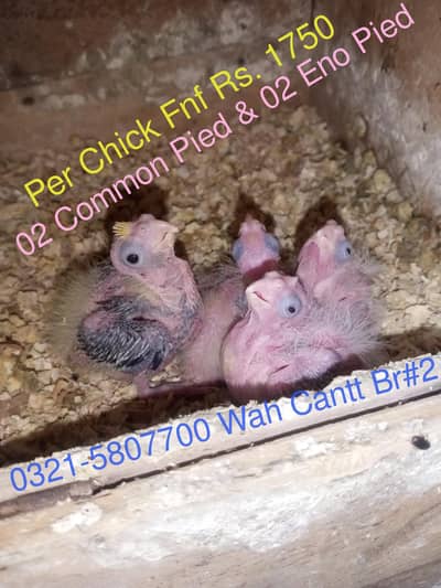 Cocktail Chicks Available For Handtamed