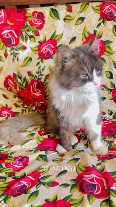 prsion cat for sell high quality