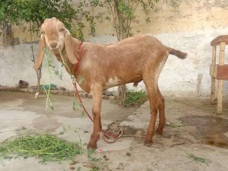 Bakra 0