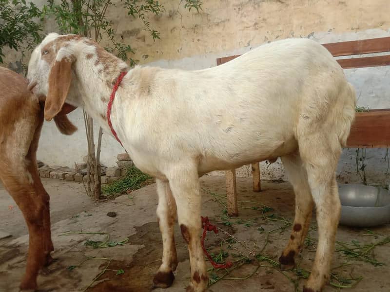Bakra 1