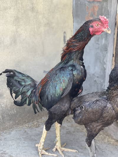 Assel Thai/Burmi/Panes Pakoye